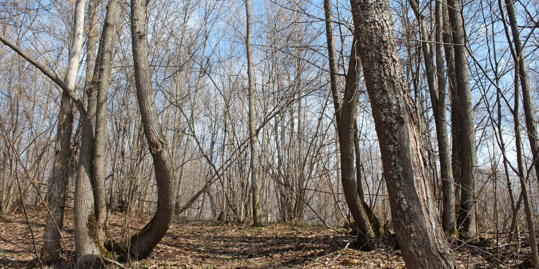 Срочно избавьтесь от него: садоводам Башкирии грозят новые штрафы с 1 марта