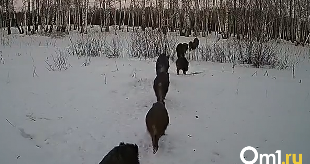 В Омской области фотоловушка засняла выводок кабанов