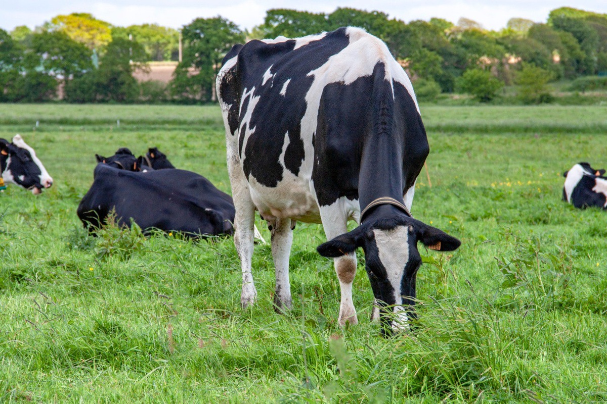 Средний удой голштинской коровы - 7,5-10 тонн молока в год. Фото: Александр Плонский / «ВиЖ».