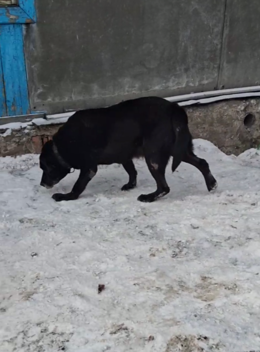 Айк тяжело ходит, его заносит, бывает, что он падает