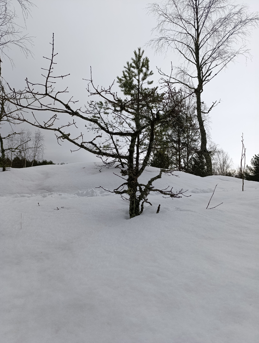 Заснеженные склоны 