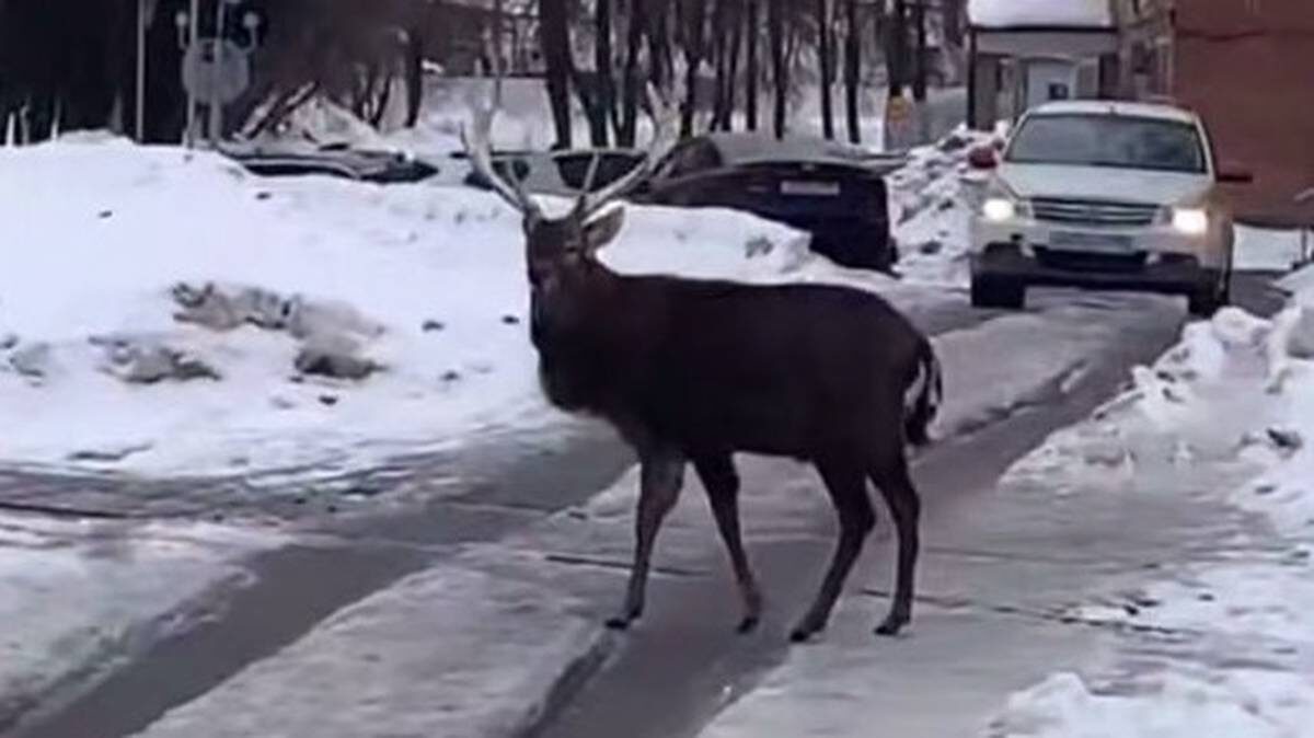    Фото: Скриншот видео / Подъем / Telegram