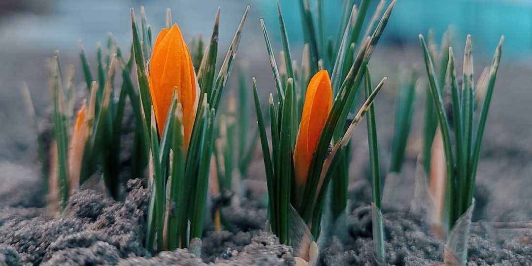 С 8 Марта, мои дорогие! 🌷