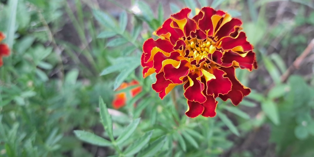 Посевы цветочков в марте: что действительно пора сажать