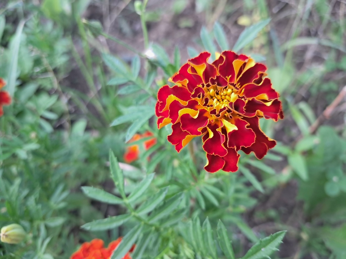 Бархатцы неприхотливы