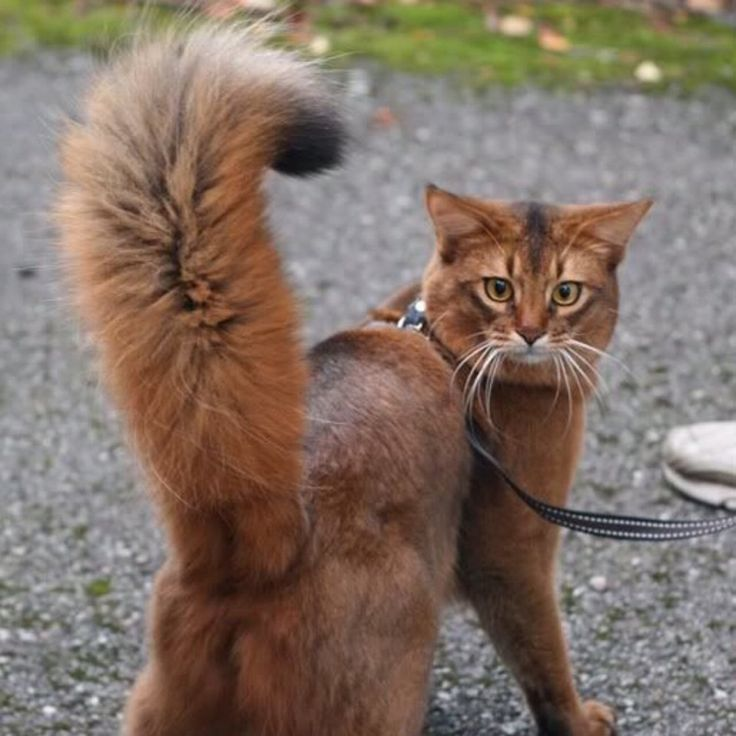 Источник изображения: сайт de.pinterest.com