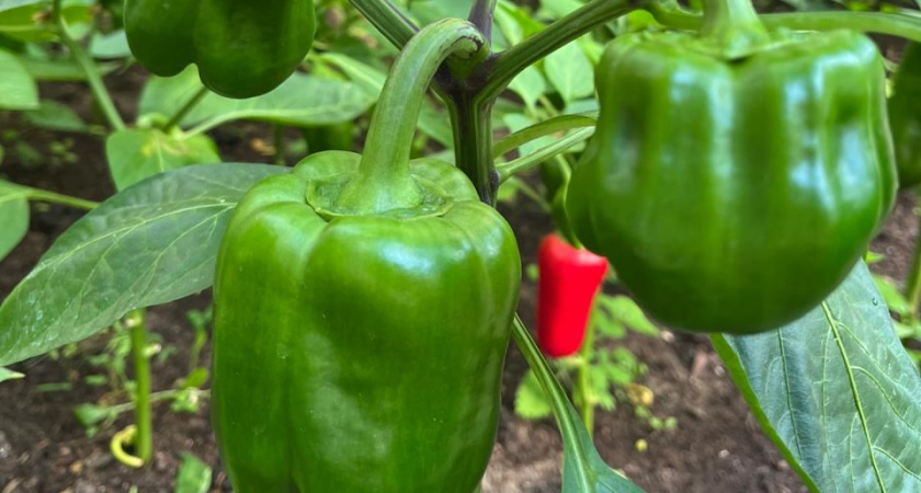    фото smilekaluga.ru