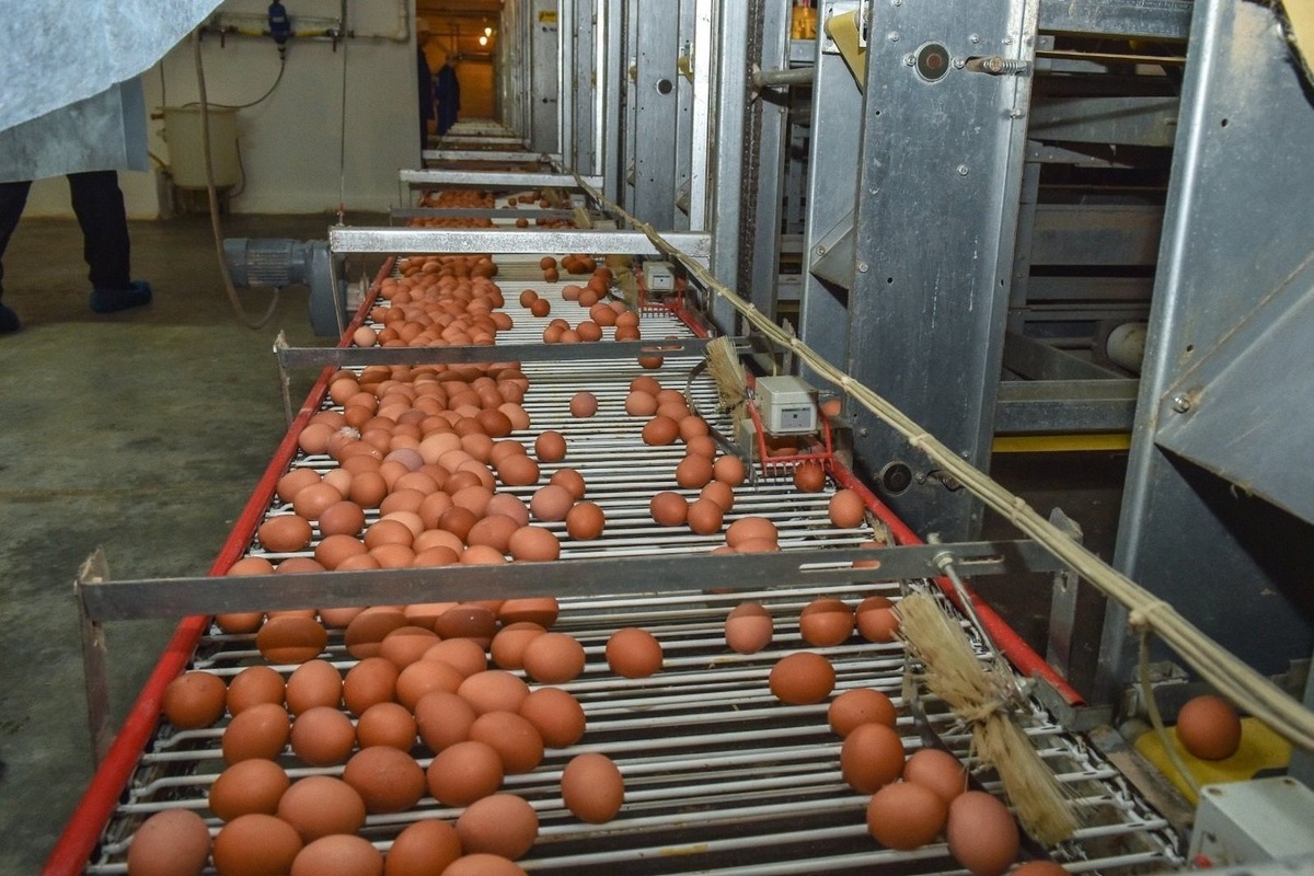   предоставлено пресс-службой раиса Татарстана