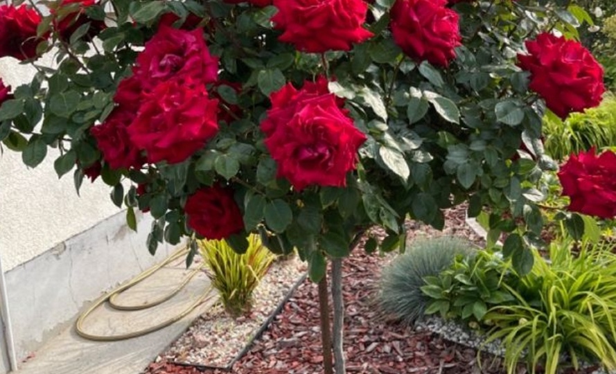 Обрезка штамбовых роз.