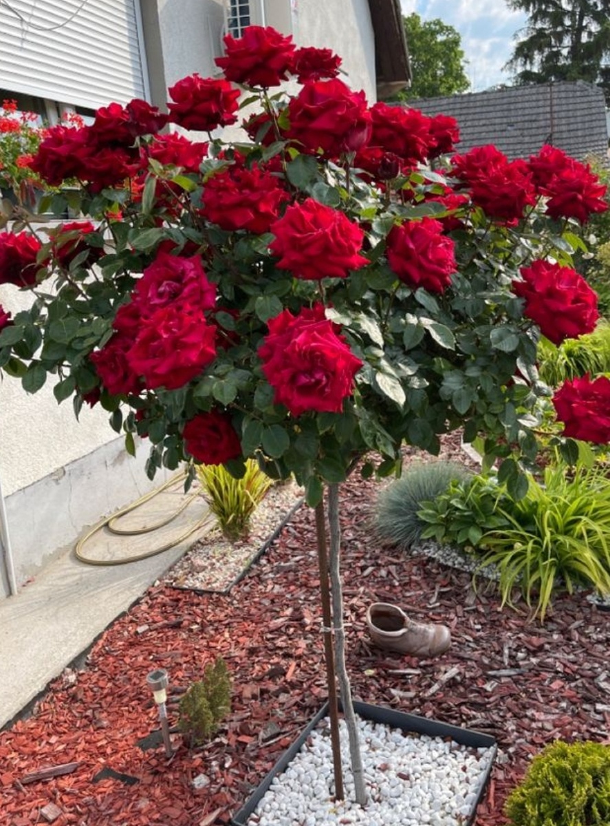 Чайно-гибридная роза