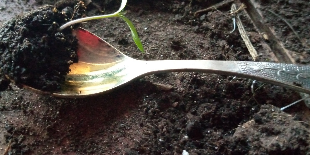 Пикировка без слёз: главное правило и две тонкости, после которых рассада и не заметит пересадки