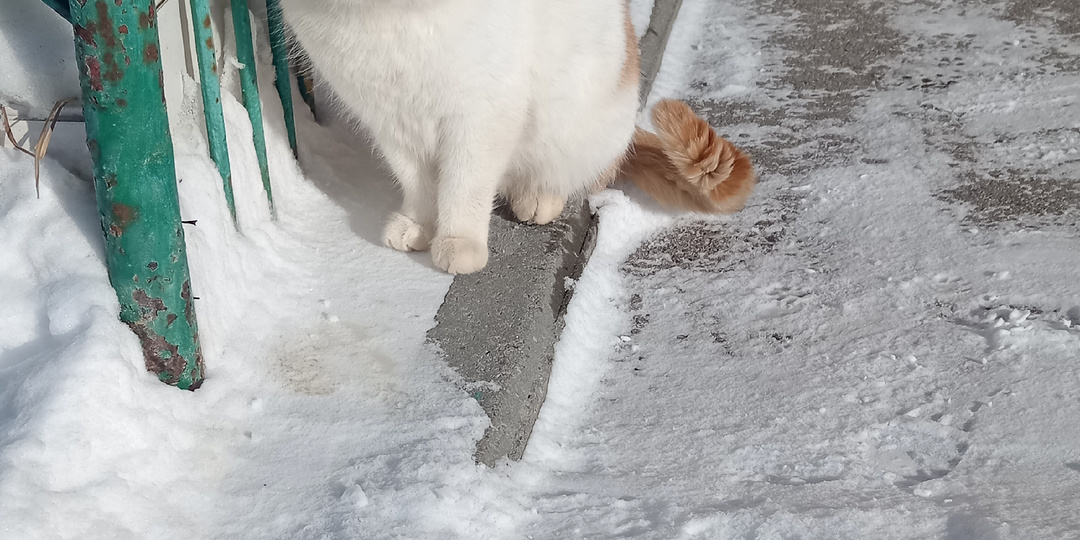 Люди , смилуйтесь, возьмите неразлучников в семью 🙏