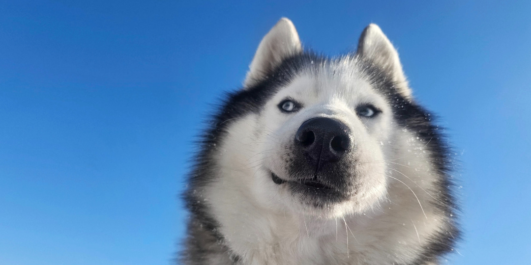 Шпицберген - Зельево: хаски Лайт все еще верит в то, что его заметят