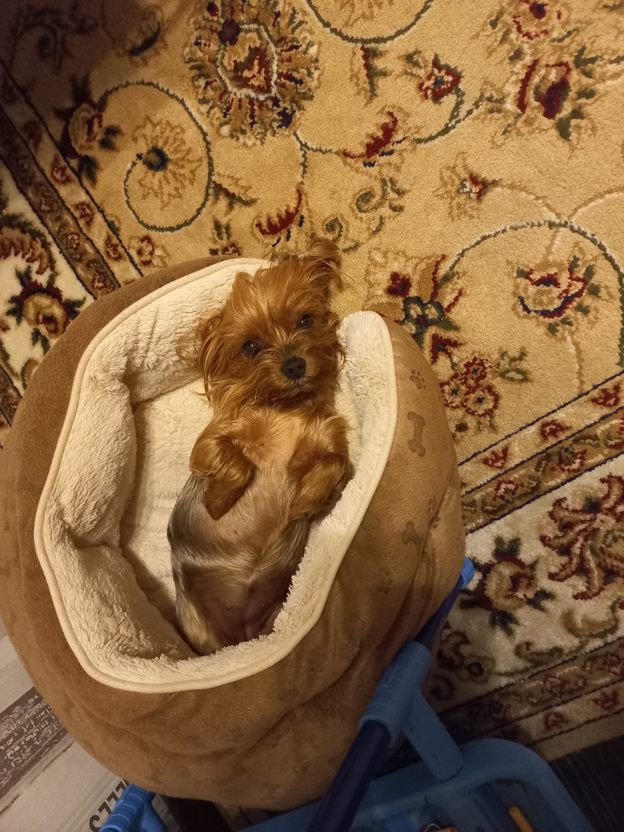 Булочка с собачкой