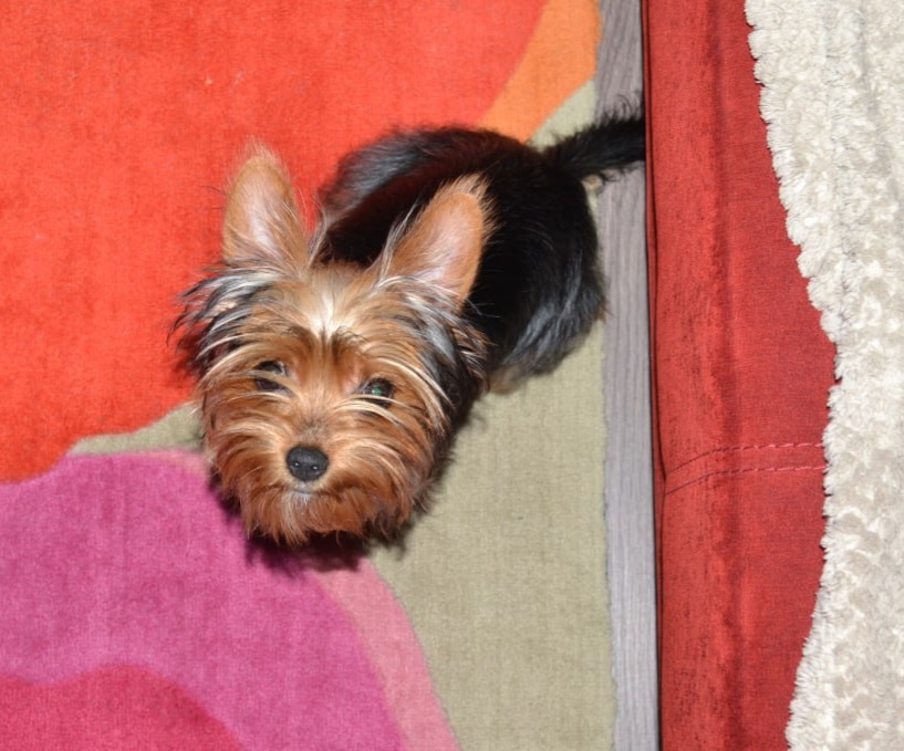 Какой ковёр? Я думала это туалет )