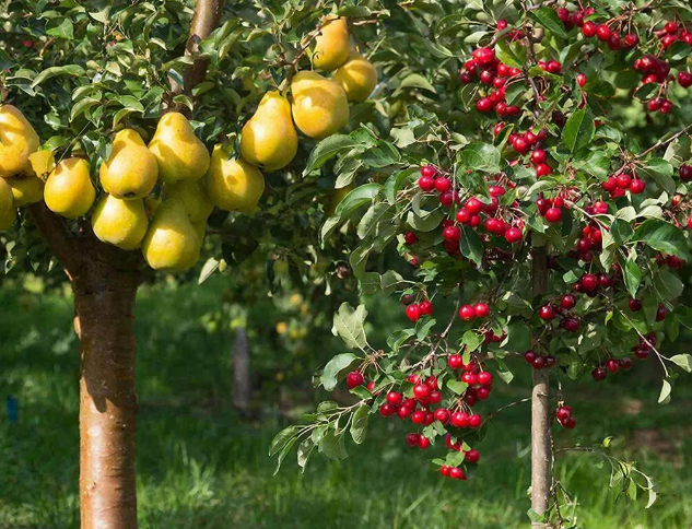 Можно ли купить колоновидные груши, вишни и абрикосы?