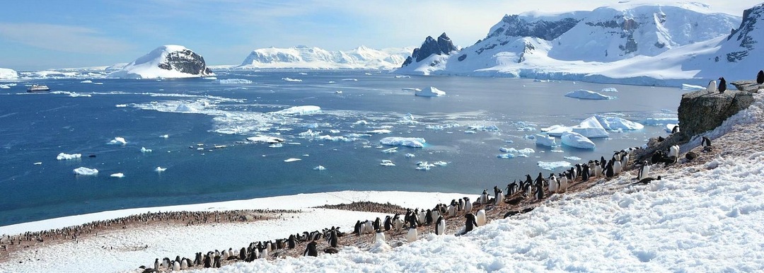 В Арктике нашли целое кладбище китов, но до моря десятки метров. Учёные объяснили, как они туда попали