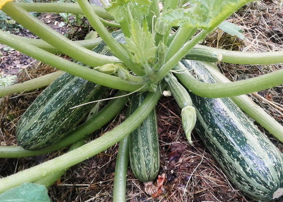 Кабачок Тигрёнок: дикий принт для вашего огорода