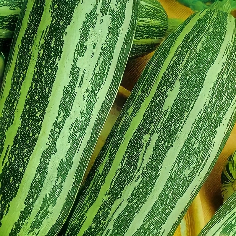 Кабачок Полосатик: простой уход — эффектный результат