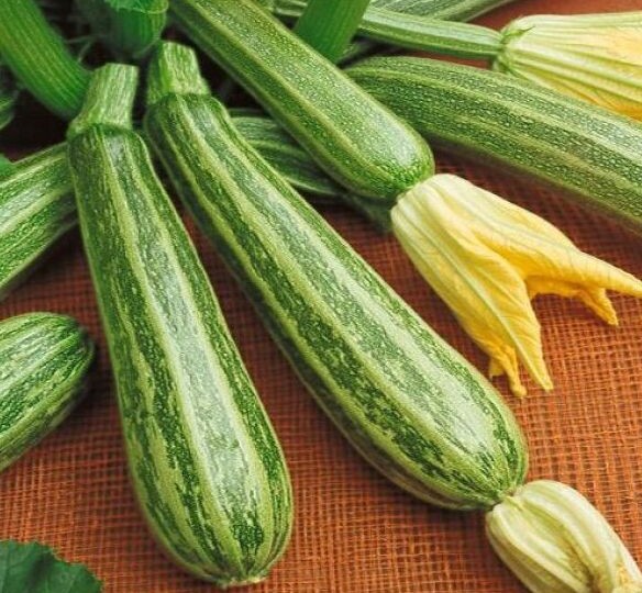 Самые необычные кабачки: как сделать огород ярче и урожайнее – обзор 5 лучших сортов