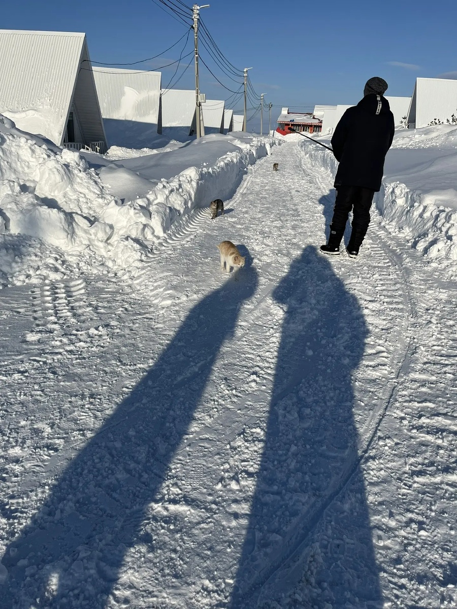 Смотрите, сколько котиков нас встречало сегодня. Очень жалко их. В сотый раз благодарю небо, что мою Лизоньку я нашла вовремя. Ей не надо скитаться больше, выпрашивать еду. У нее есть семья и она счастлива. 