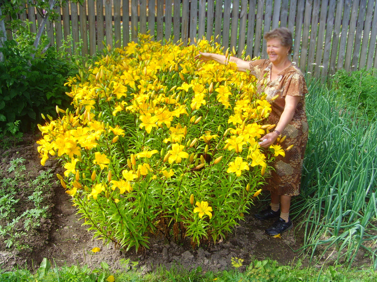 Вот так она бы всем вам радовалась. Как всегда радовалась своим лилиям.