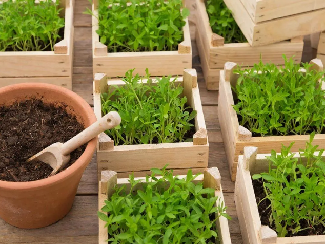 Земля для рассады