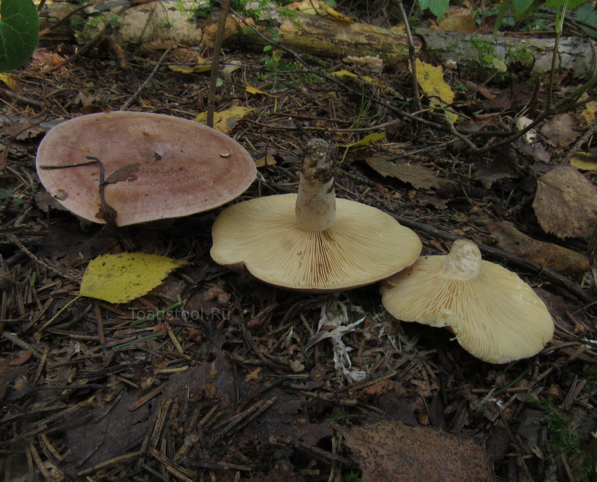 Уже который раз пытаюсь их разъяснить, а толку... (фото И.Лебединского)