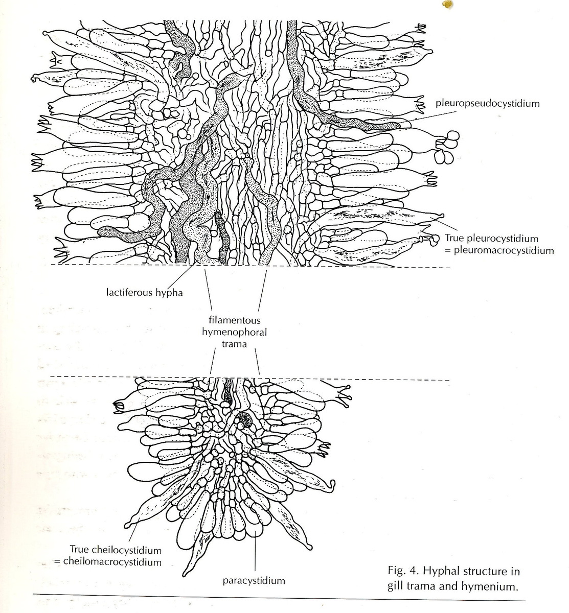 Вот млечник изнутри! Чорт его знает, что всё это значит, но выглядит научно (фото из книги про млечники, которую я добросовестно выкурил перед написанием этого текста)