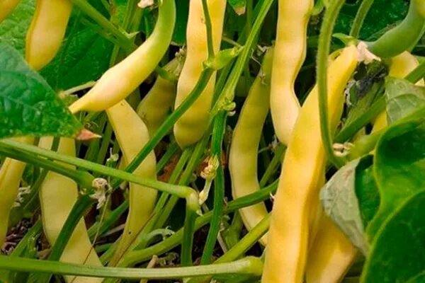 Фасоль Масляный король — нежность для гурманов