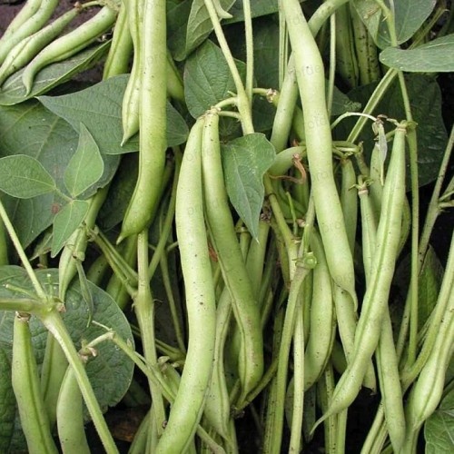 Фасоль Станичная — кулинарная универсальность