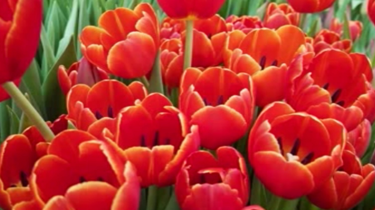    Куряне разбираются в цветах цветов к Международному женскому дню