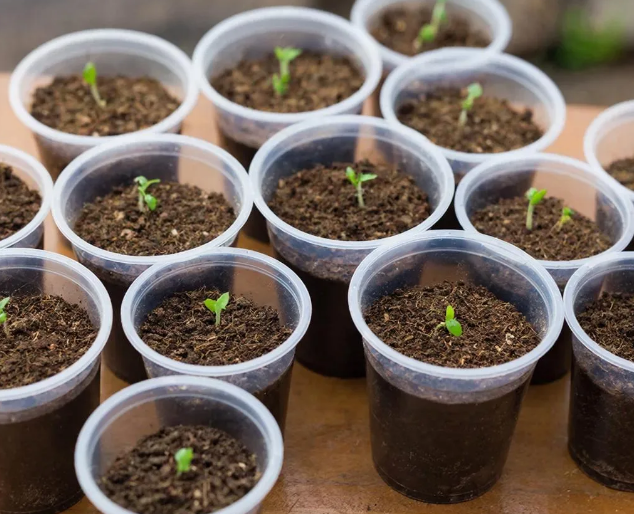 Перец не взошел: спасать или пересаживать в марте