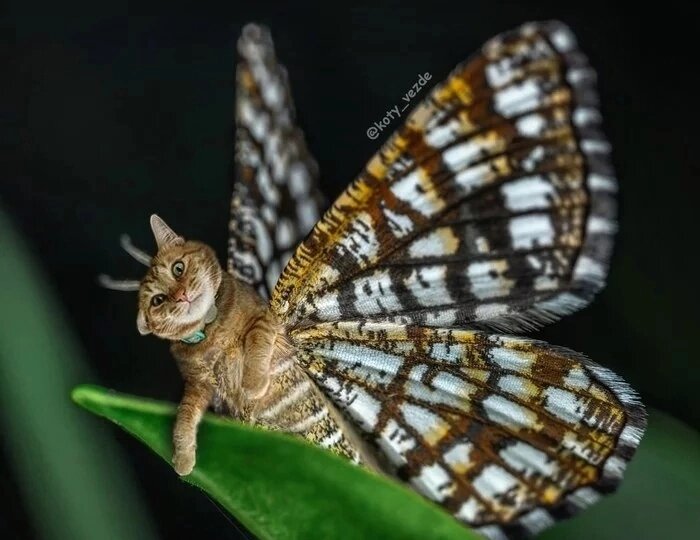 Чистка универсальная самостоятельная