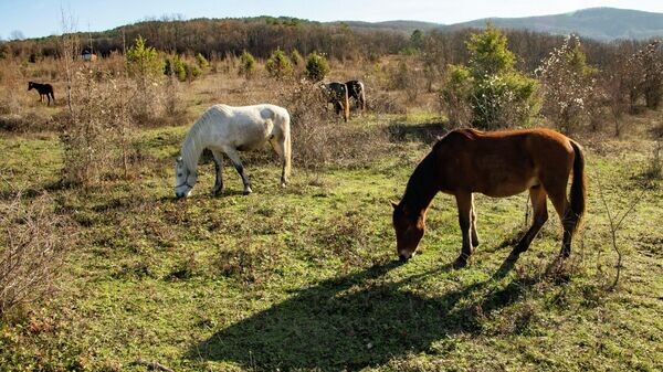    © РИА Новости Крым . Дмитрий Макеев