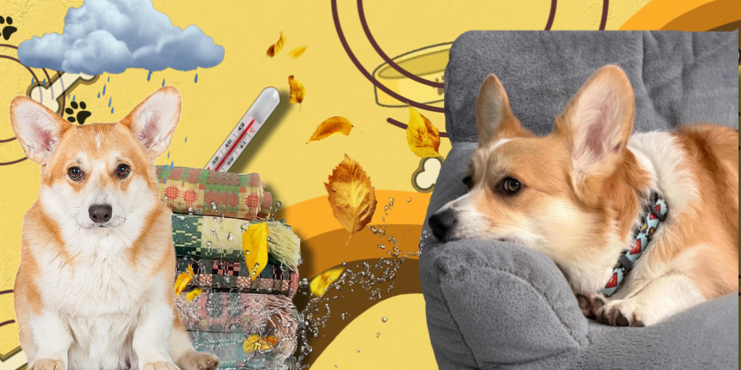 Здоровье вашего хвостика: 5 неочевидных признаков того, что собака простудилась, и как действовать правильно