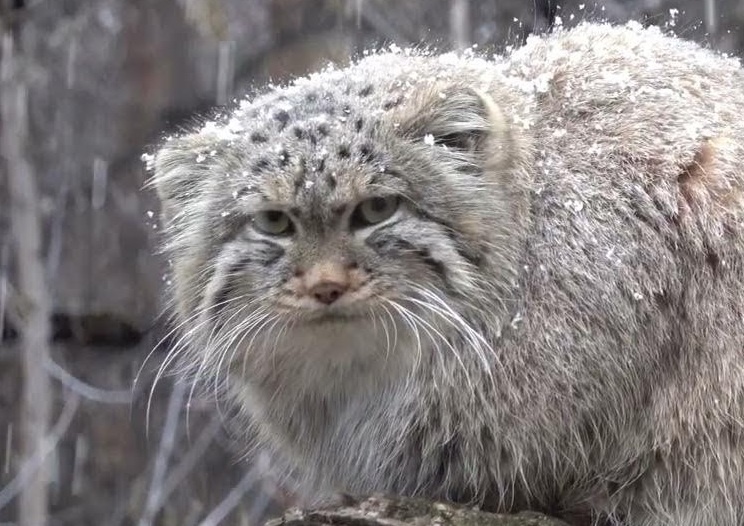 Дикий кот появился на пороге: как животное спасло отшельника