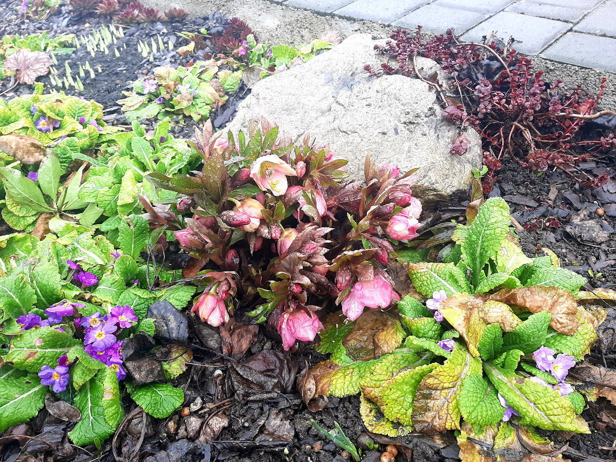 Ну, морознику всё нипочём!