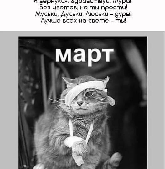 Котомемы, пушистый юмор для хорошего настроения