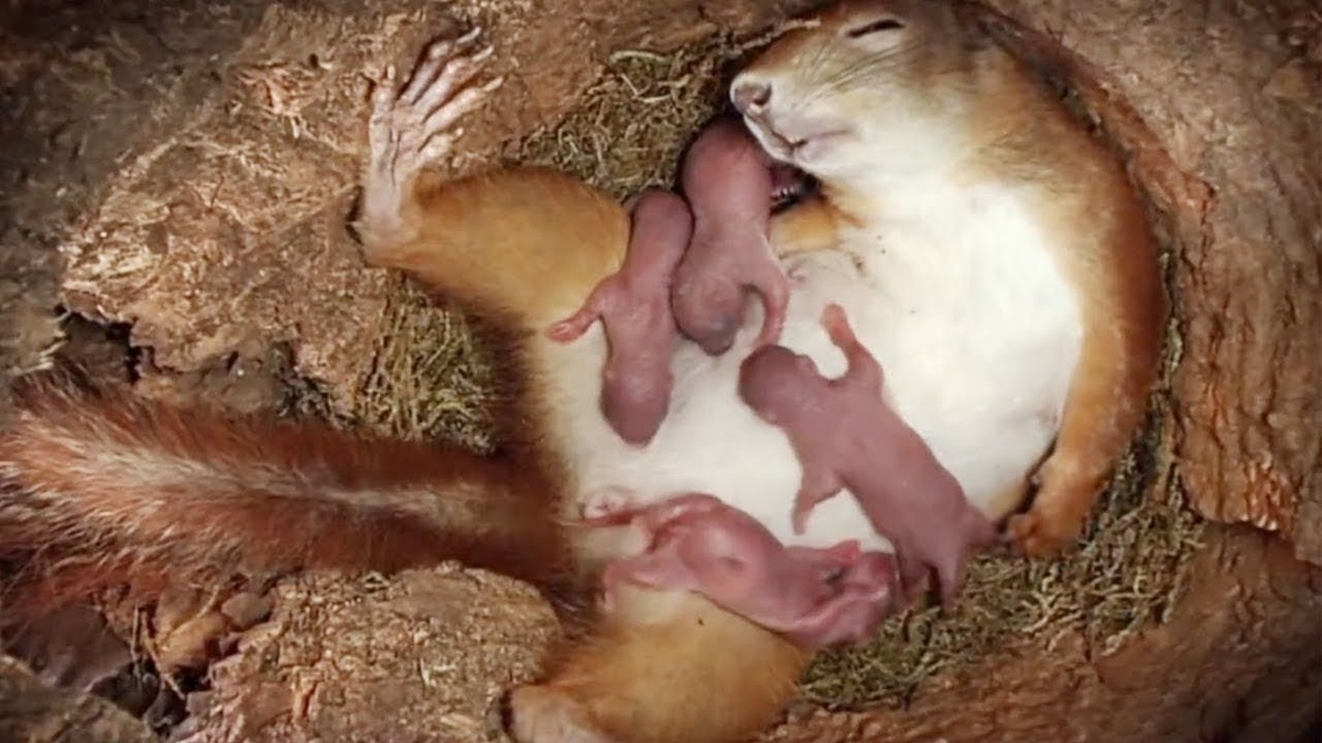 Белка с новорождёнными бельчатами...           (фото с интернета)