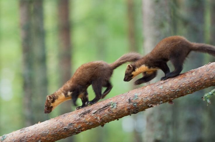 Эх догоню...              (фото с интернета)