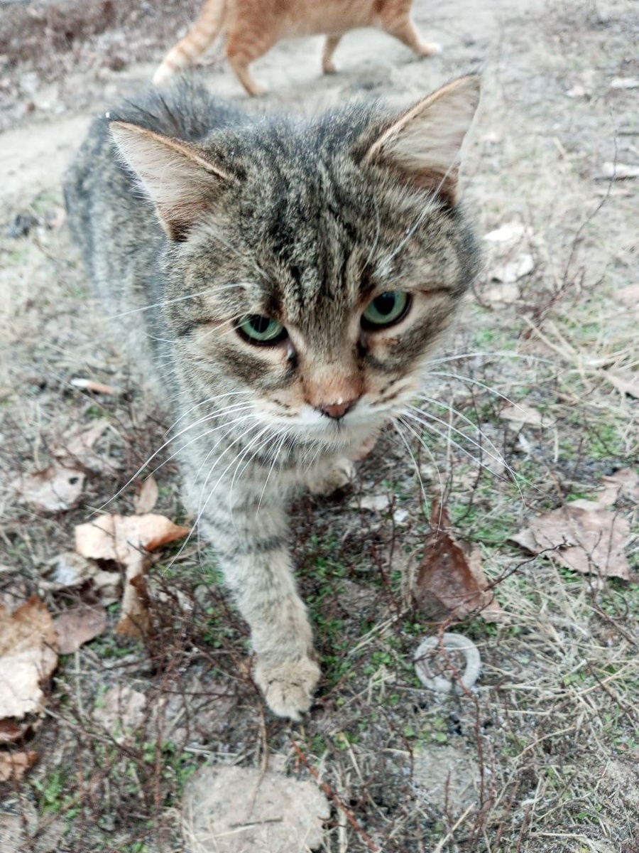 Рысик пришёл