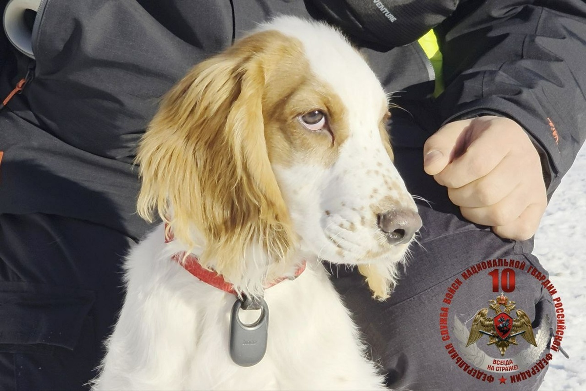 Фото: Главное управление Росгвардии по Санкт-Петербургу и Ленинградской области