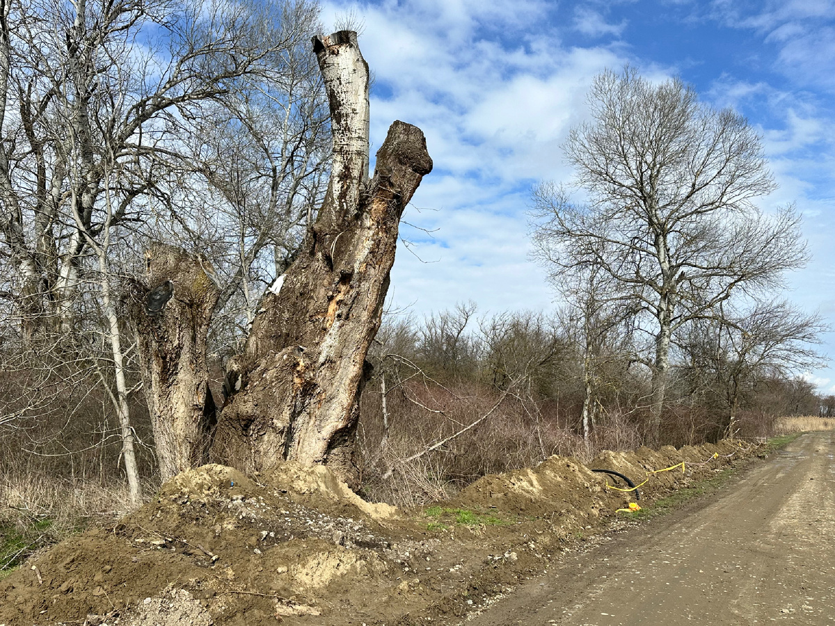 Серые деревья в марте в Краснодарском крае.