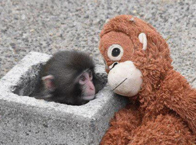 Почему над сиротой Панчем издеваются другие обезьяны? Эксперты объяснили, что происходит в стае.