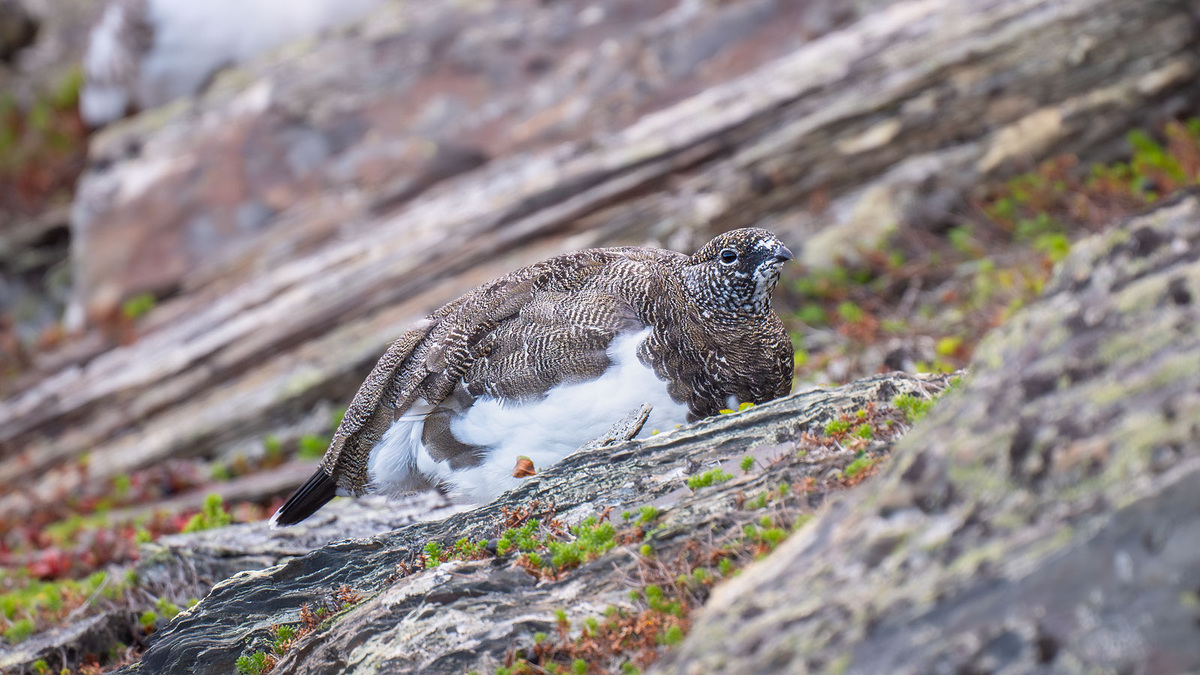 Куропатка среди камней.