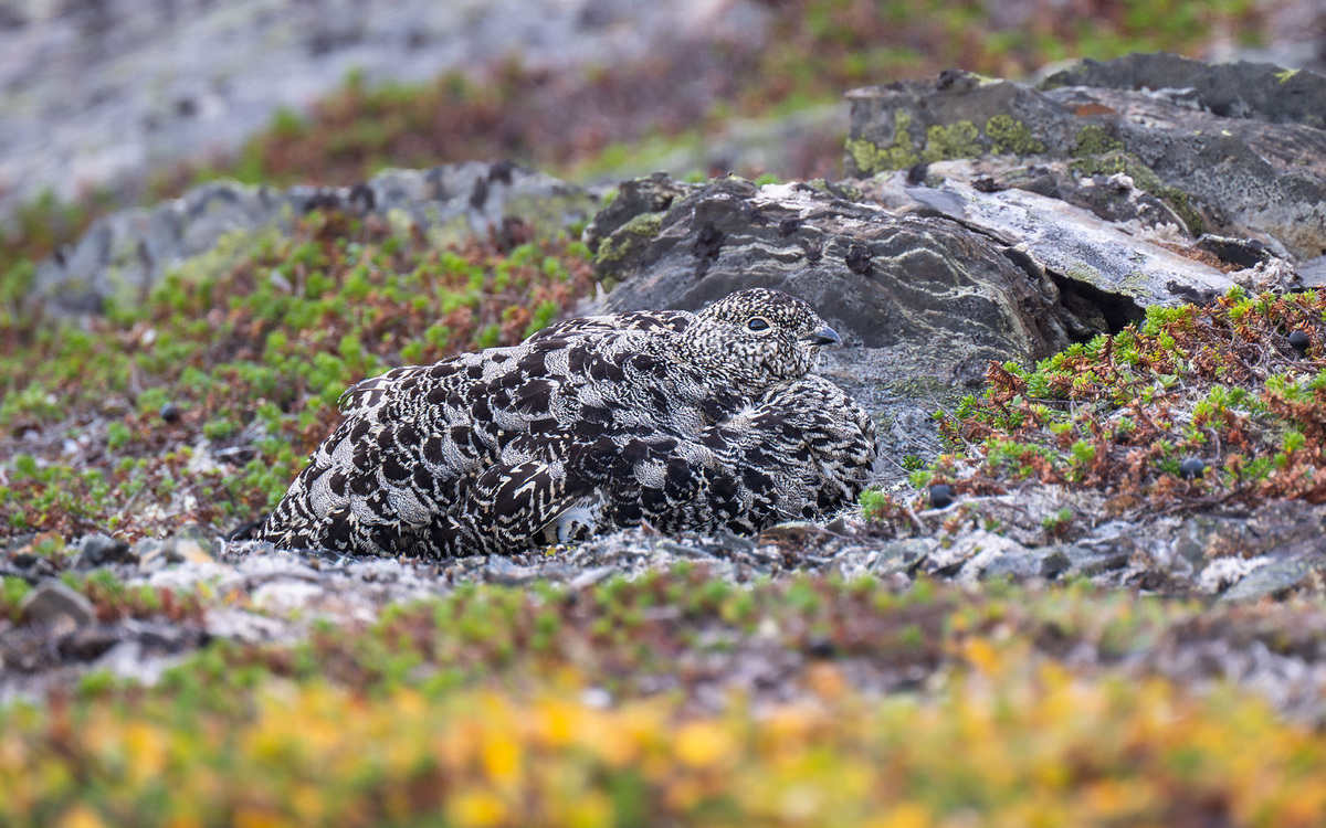 Искусство маскировки.