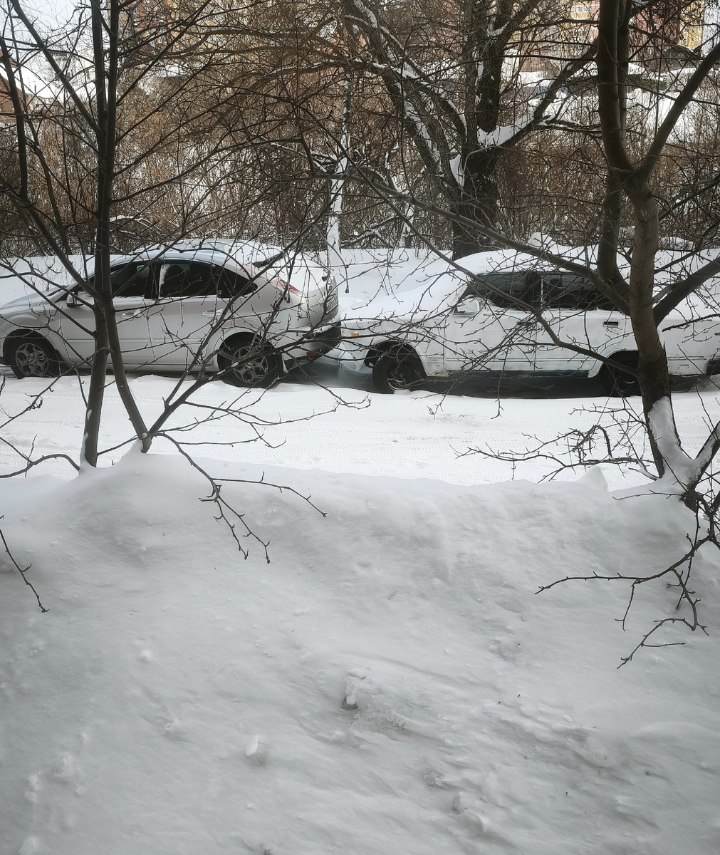 Яблони наполовину засыпаны снегом