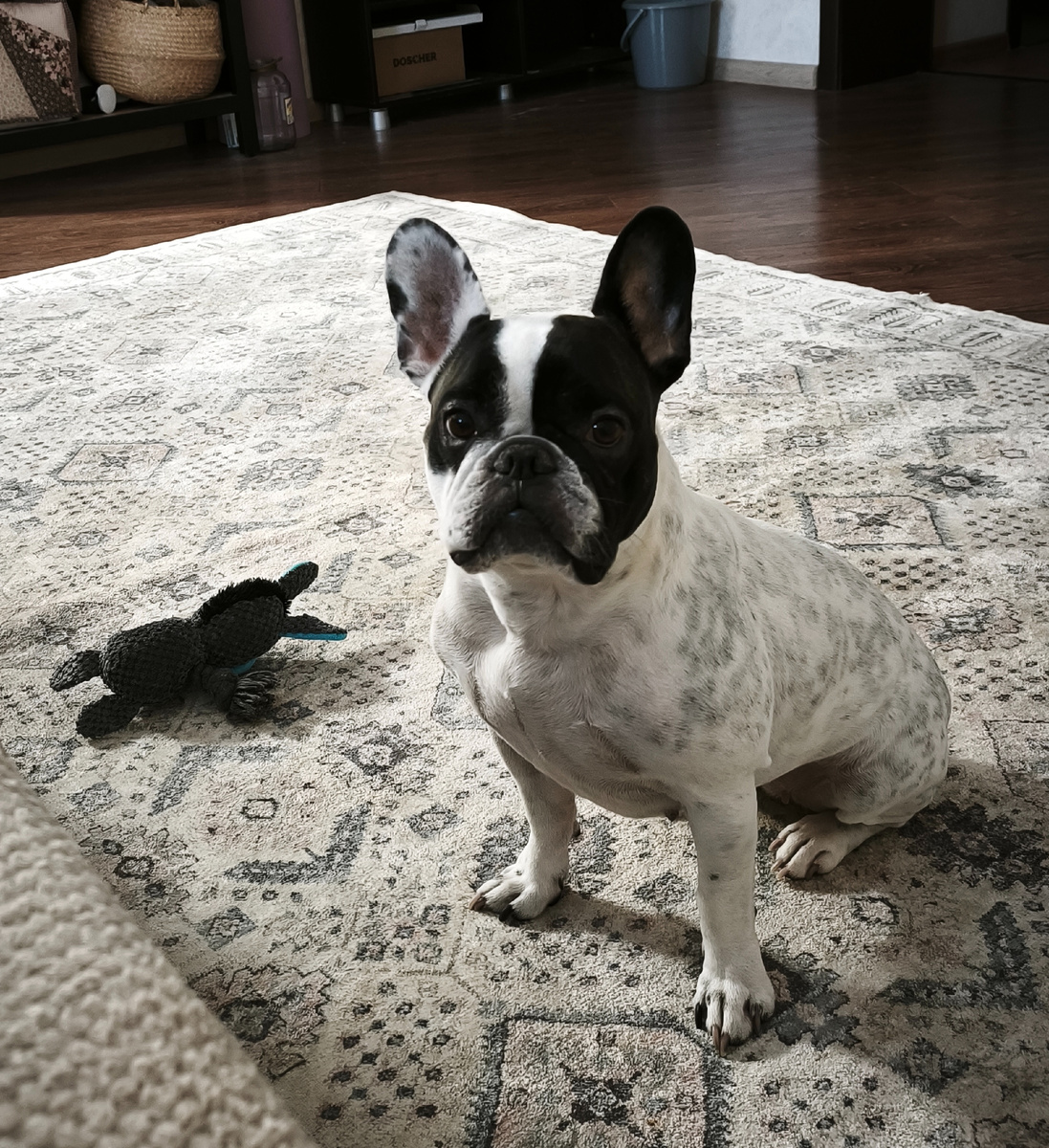 Вопрос в глазах бульдоги:  "Когда - на дачу? "