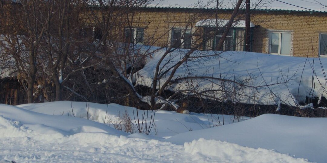 Размышления на тему животного и прекрасного